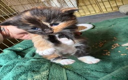 Maine Coon cats for sale: 5 beautiful maincoone litter  - Image 5