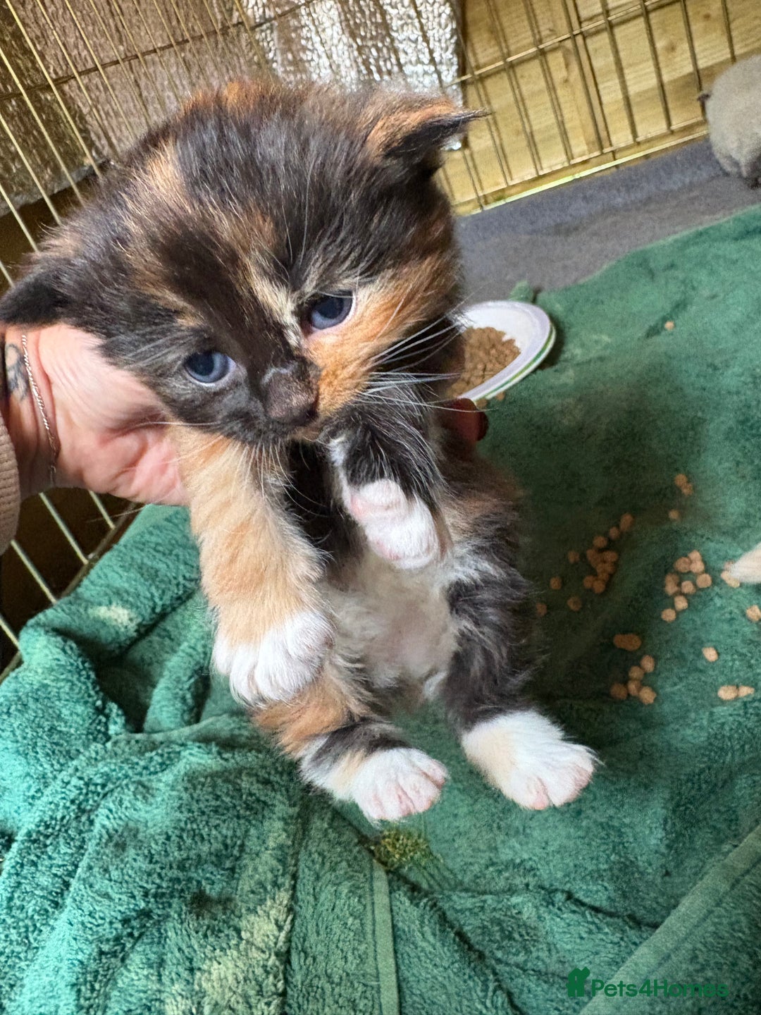 Maine Coon cats for sale: 5 beautiful maincoone litter  - Image 5