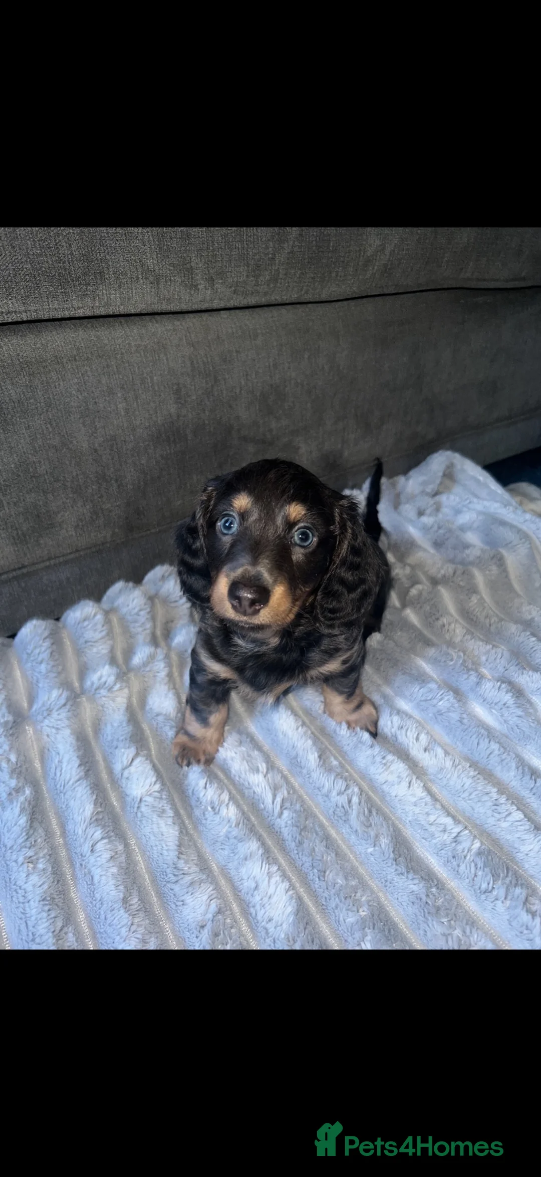 Miniature Dachshund dogs for sale: 🩷gorgeous long hair female miniature dachshund🩷 in Nottingham - Advert 2