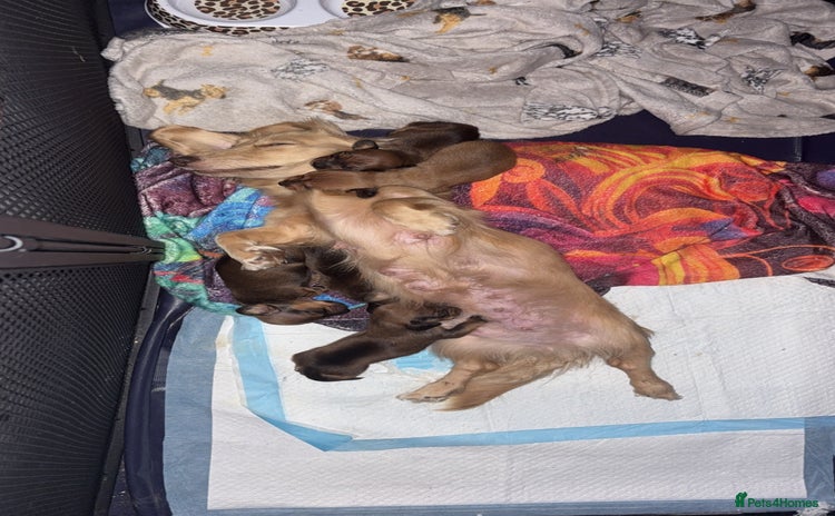 Dachshund dogs - Advert 2
