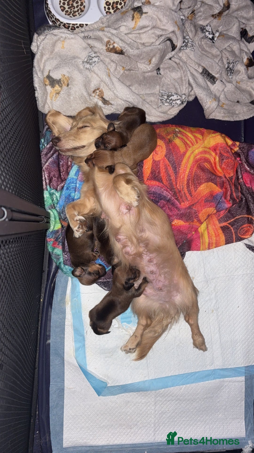 Dachshund dogs for sale: Sausage dogs  - Image 1