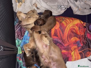 Dachshund dogs - Advert 27