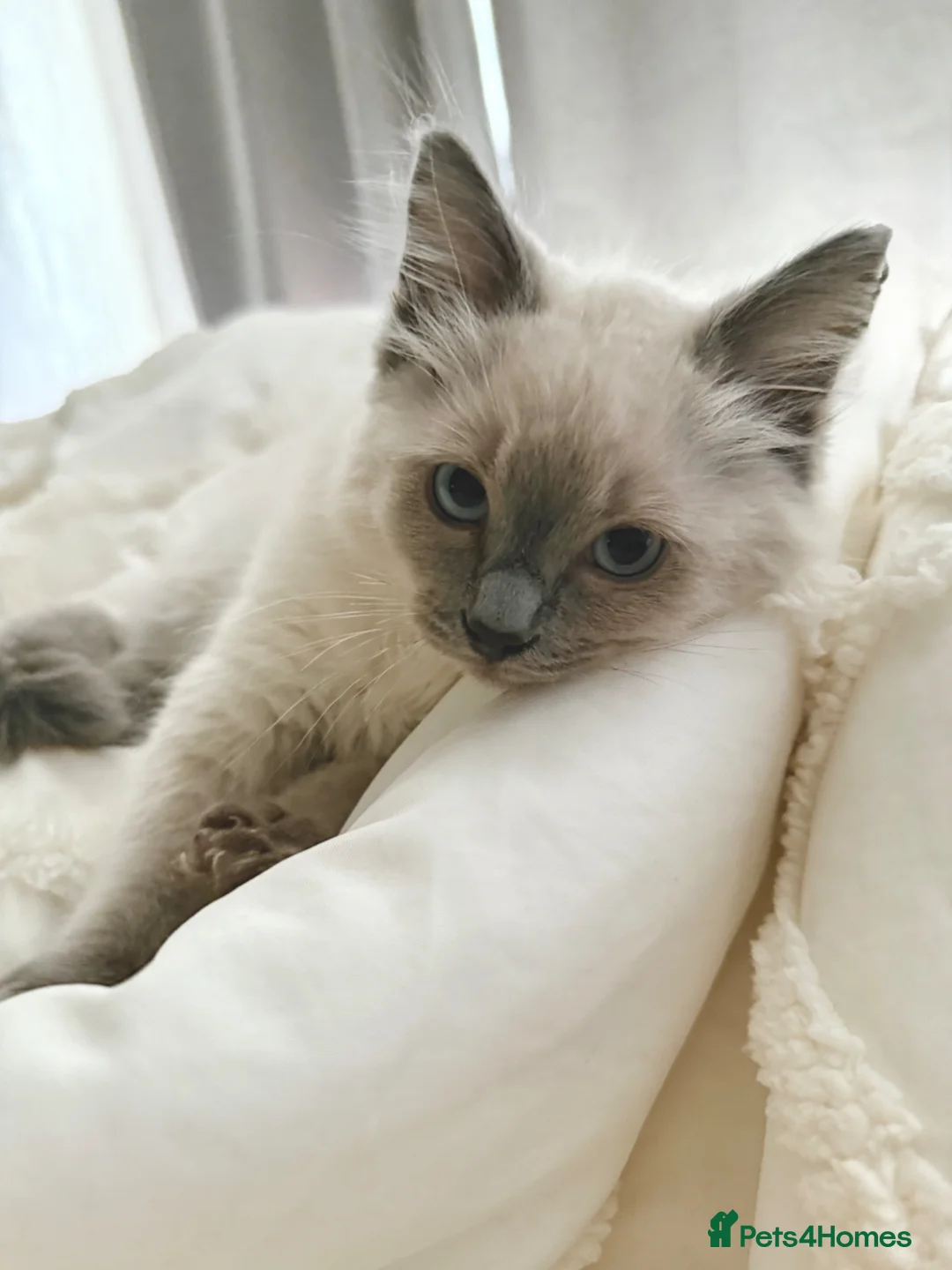 Ragdoll cats for sale: 6 month old ragdoll for sale  - Advert 1