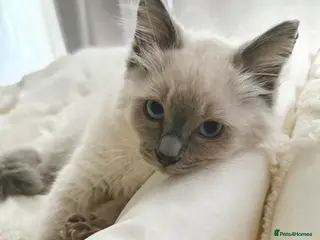 Ragdoll cats 6 month old ragdoll for sale - Advert 2