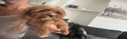 Cavapoo dogs for sale: Health tested fox red f1 Cavapoo  - Advert 3