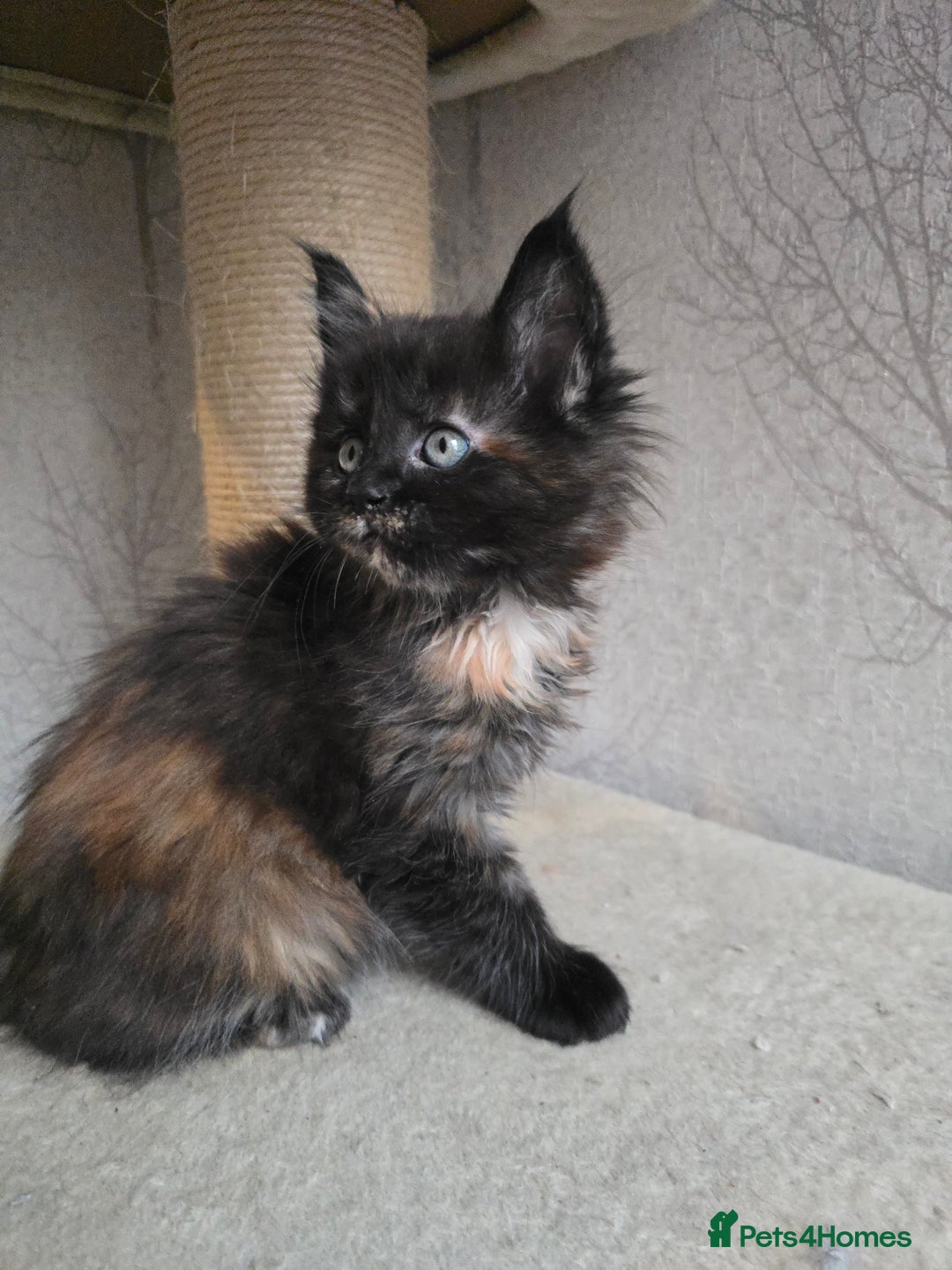 Maine Coon cats for sale: Amazing Large Purebred Maine Coon Kittens - Advert 14