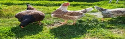 Chickens poultry for sale: Indian game, shamo, English game - hatching eggs in Hungerford - Advert 1