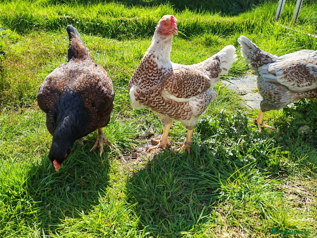 Chickens poultry for sale: Indian game, shamo, English game - hatching eggs in Hungerford - Advert 1