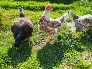 Chickens poultry Indian game, shamo, English game - hatching eggs - Advert 2