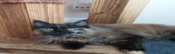 Maine Coon cats for sale: CUTE  MAINE COON GIRL /DNA/GCCF  - Advert 8