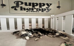Border Collie dogs for sale: Stunning litter of blue merle border collies - Image 13