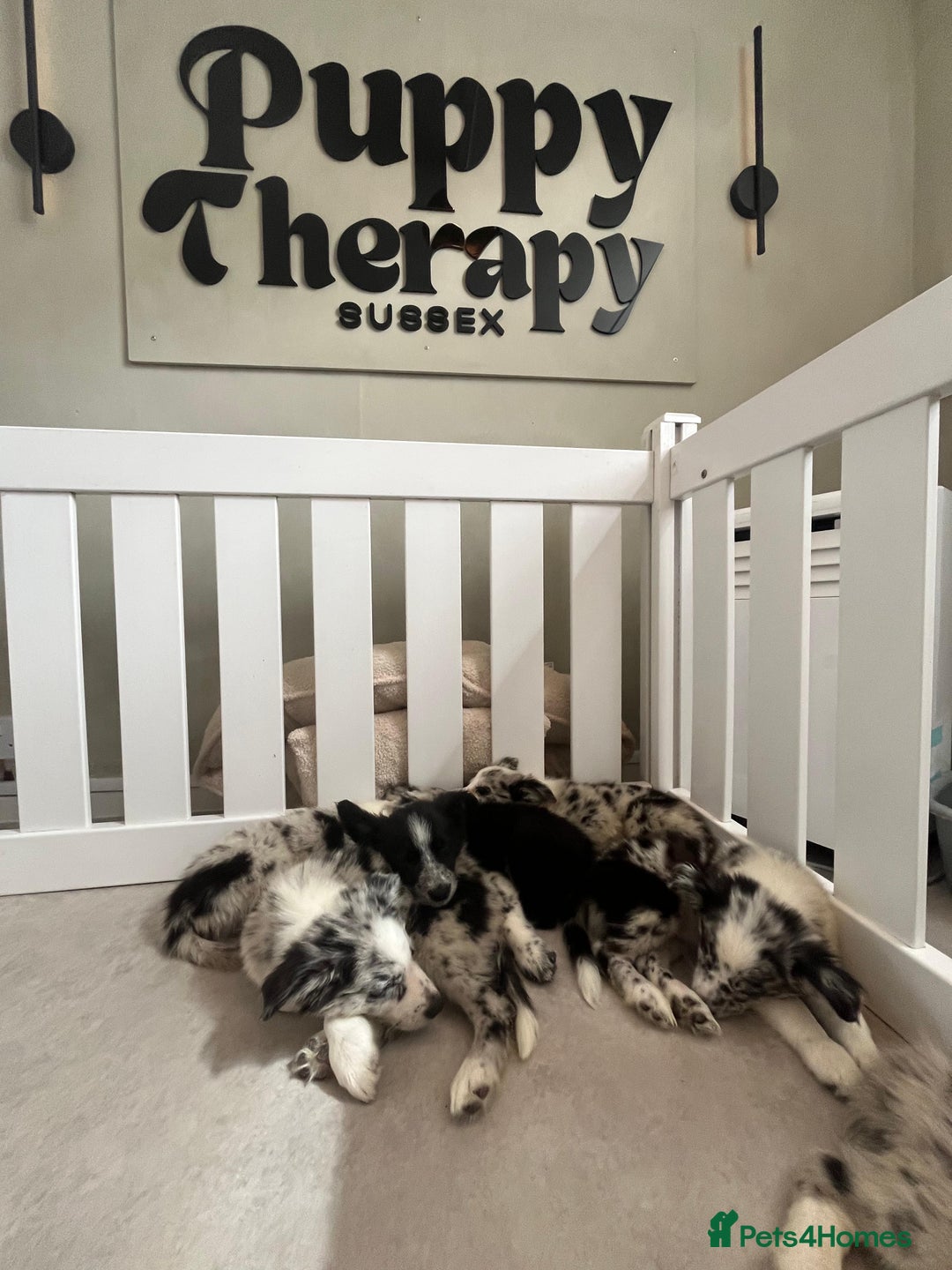 Border Collie dogs for sale: Stunning litter of blue merle border collies - Image 13