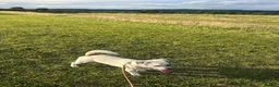 Mixed Breed dogs for sale: Beautiful Jack Russel Boy  in Mexborough - Advert 4