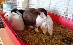 Mini Lion Lop rabbits for sale: Pure bred mini Lops ready to leave  - Image 2