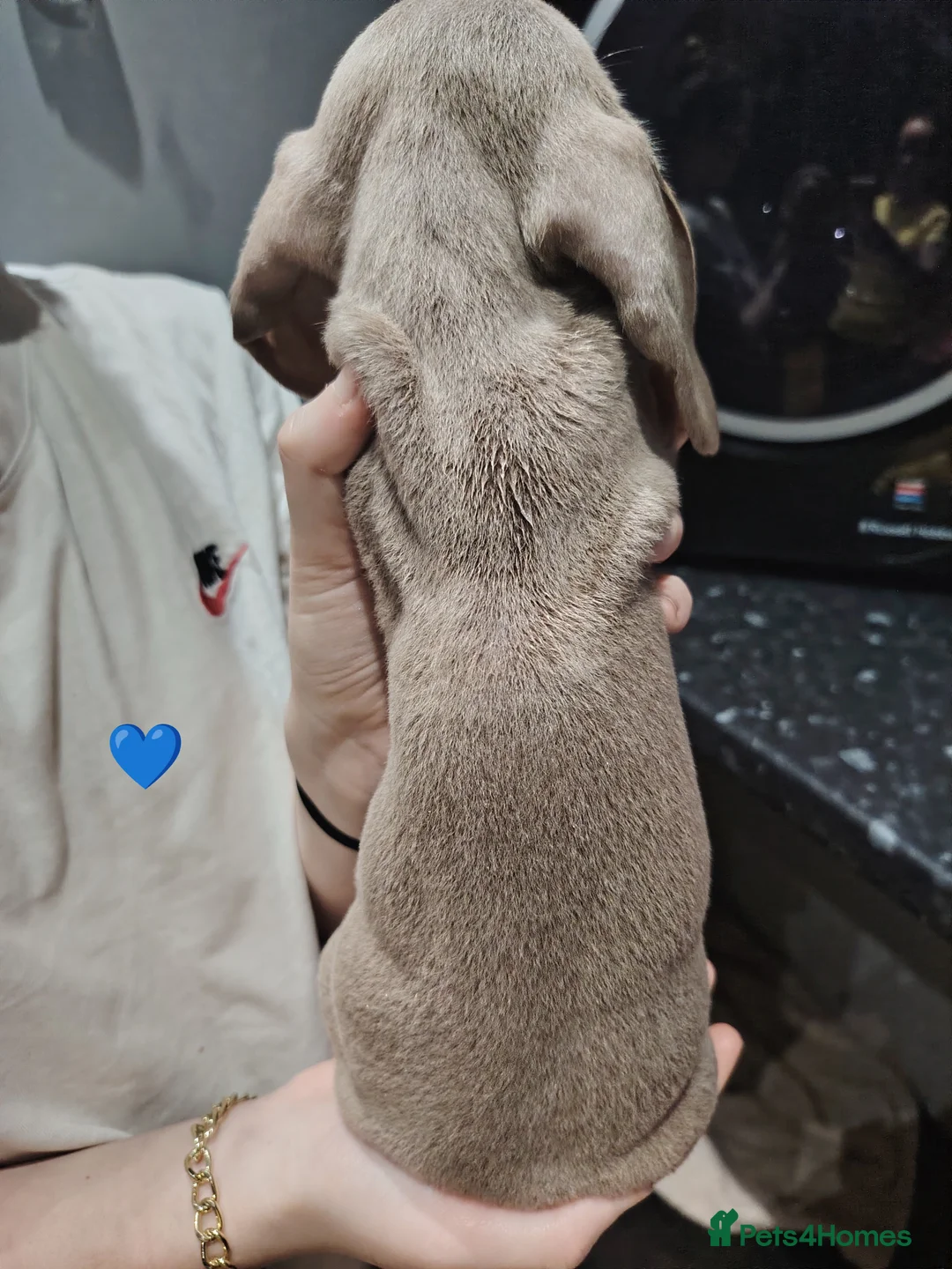 Miniature Dachshund dogs for sale: Miniature dachshund  - Advert 7