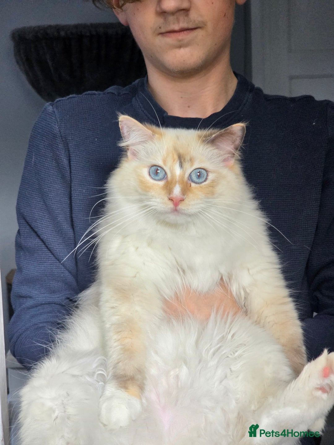 Ragdoll cats for sale: GCCF REGISTERED RAGDOLL ADULTS - Advert 2