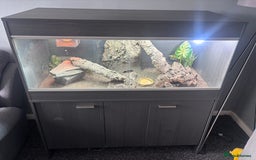 Bearded Dragon reptiles for sale: Bearded dragon with full set up  - Image 1
