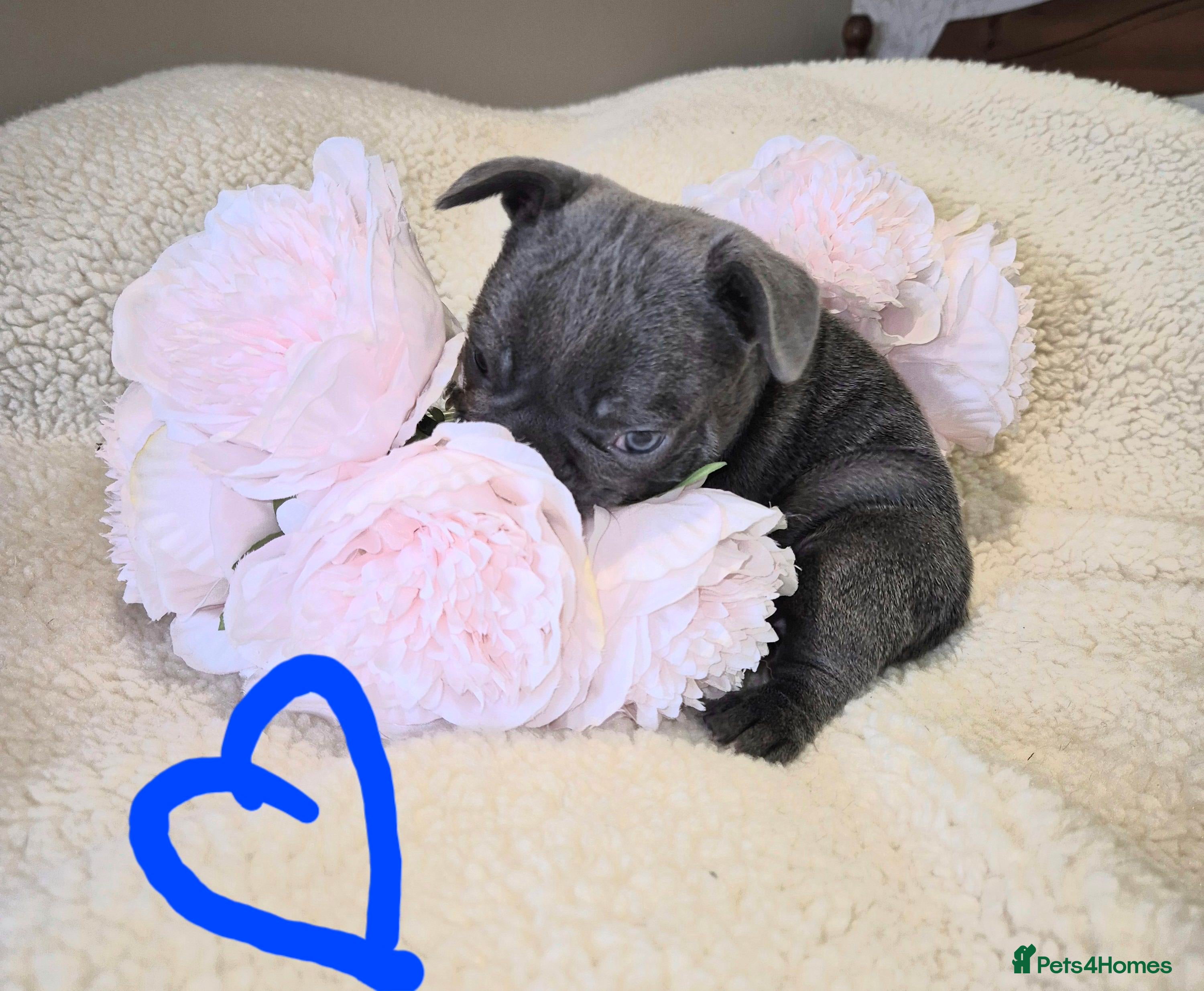 French Bulldog dogs Stunning Lilac Boy, 5* council Licensed Breeder. - Advert 6