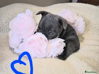 French Bulldog dogs Stunning Lilac Boy, 5* council Licensed Breeder. - Advert 6