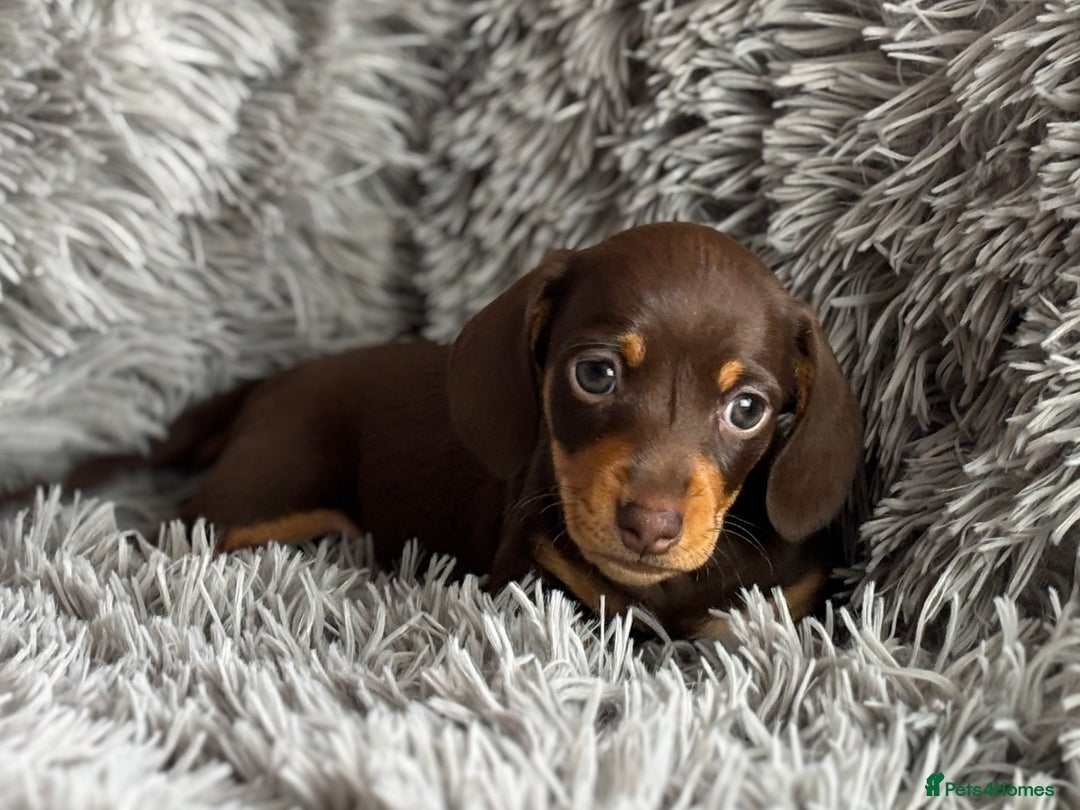 Miniature Dachshund dogs for sale: Gorgeous PRA Clear KC Reg Miniature Dachshund  - Image 5
