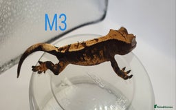 Gecko reptiles for sale: Juvenile Crested Geckos - Image 6
