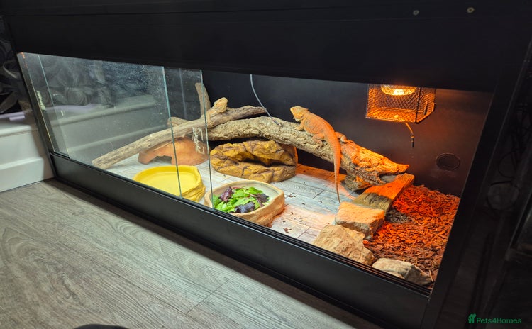 Bearded Dragon reptiles - Advert 2