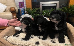 Cockapoo dogs for sale: Beautiful f1b cockapoo puppies  - Image 2