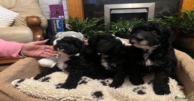 Cockapoo dogs - Advert 5