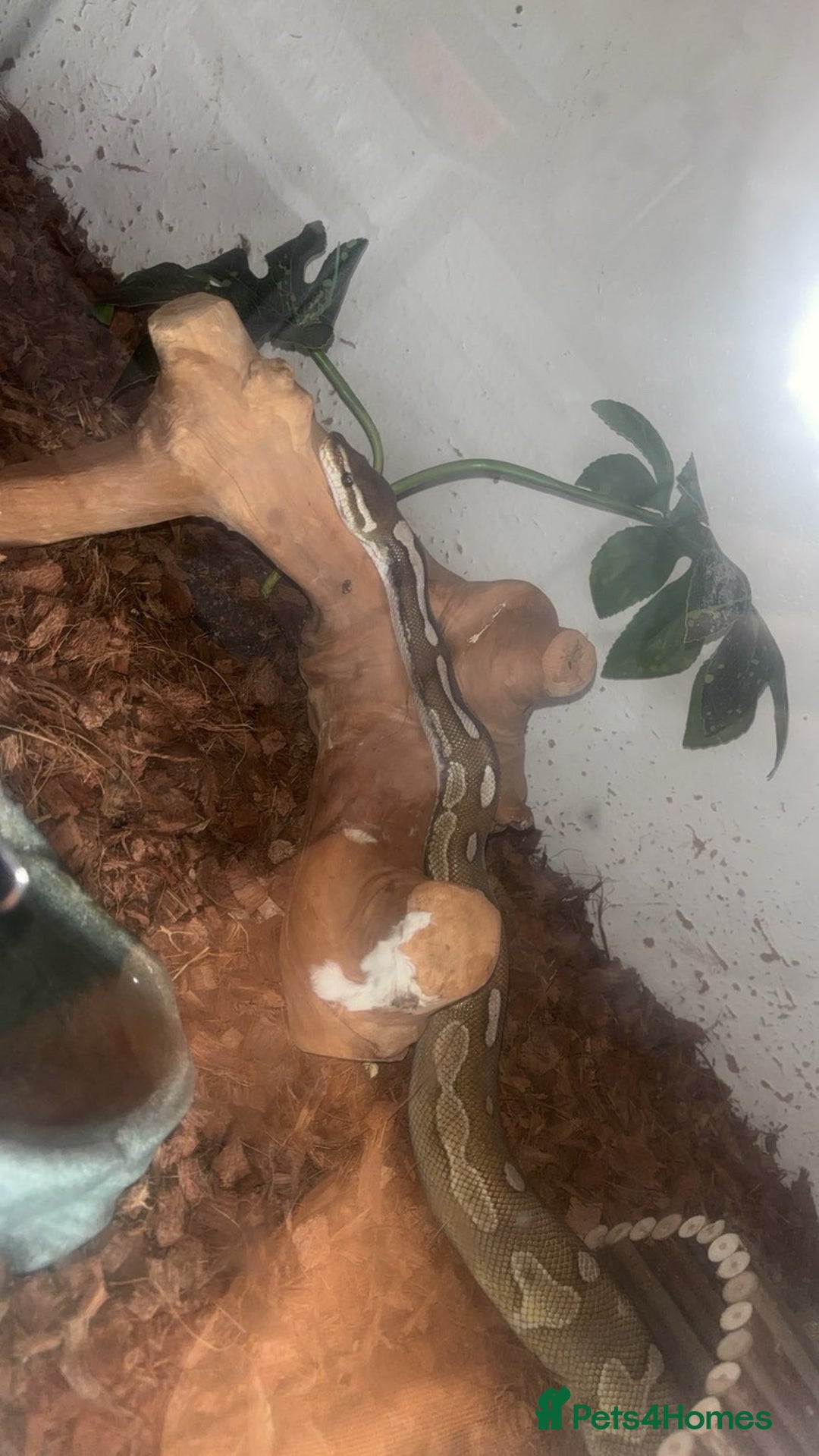 Python Snake reptiles for sale: Cinnamon lesser pos het clown  - Image 6