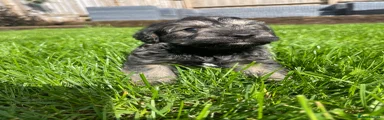 Schnoodle 2