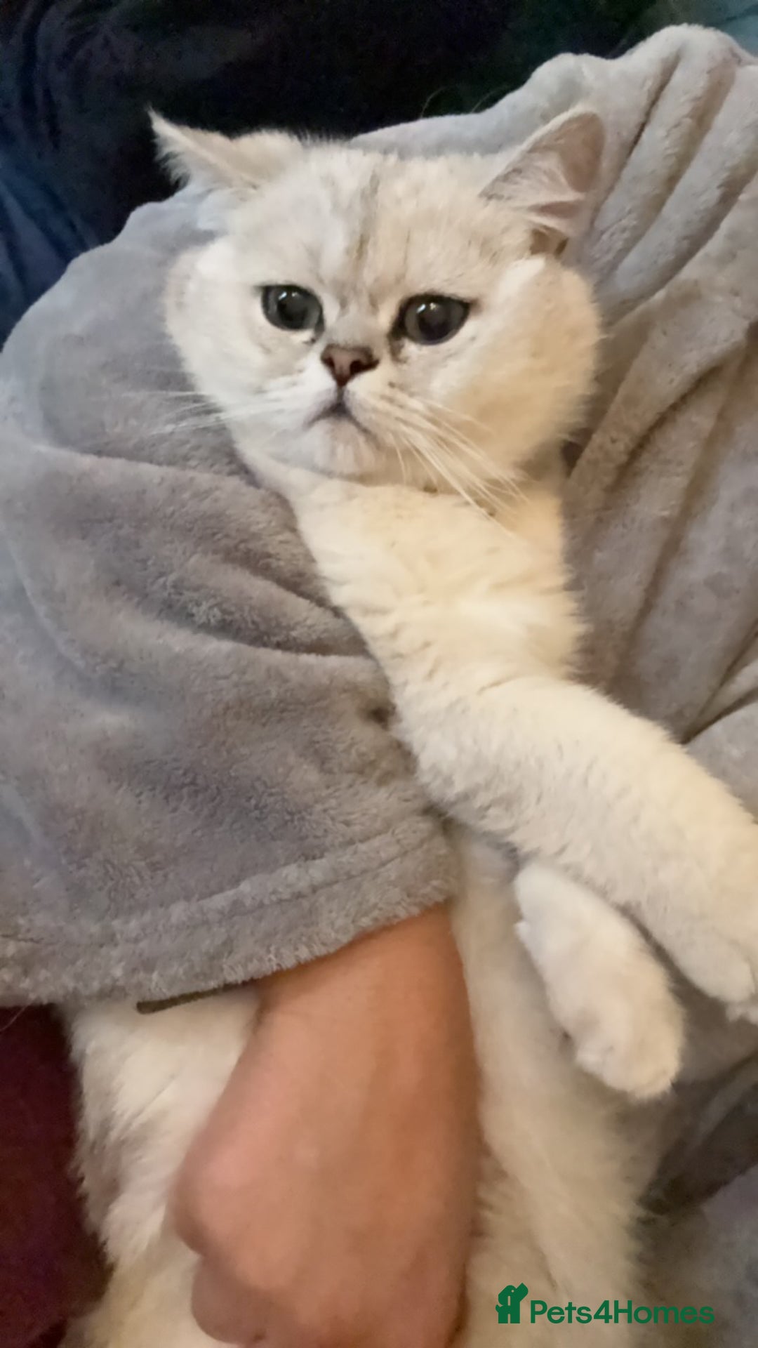 Scottish Fold cats for sale: Stunning Male Silver-Tipped Scottish Straight  - Image 7