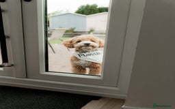 Cockapoo dogs for stud: Bruno  - Image 9