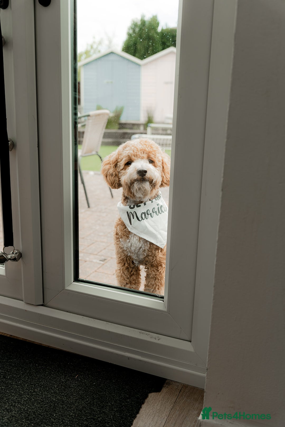 Cockapoo dogs for stud: Bruno  - Image 9