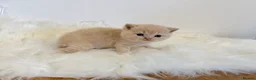 British Shorthair cats for sale: Gccf registered British shorthair kittens - Advert 19