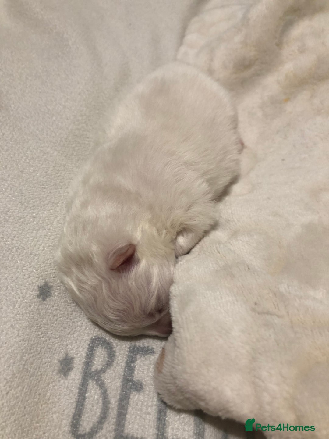 Pomeranian dogs for sale: Teddy Face , Pop Quality, Tiny BOY! - Advert 20