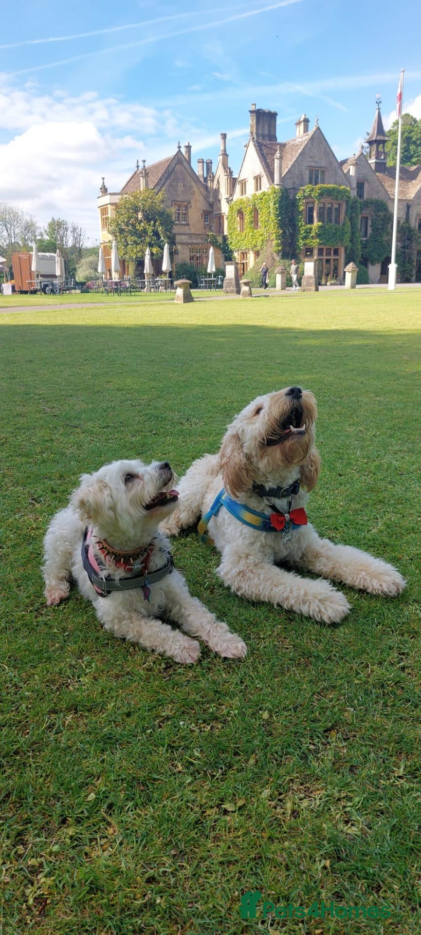 Mixed Breed dogs Maltipoo ready to leave in 2 weeks! - Advert 2