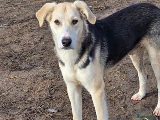 Mixed Breed dogs RICKY - a superb young boy for a Loving Home - Advert 5