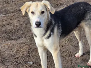 Mixed Breed dogs RICKY - a superb young boy for a Loving Home - Advert 1