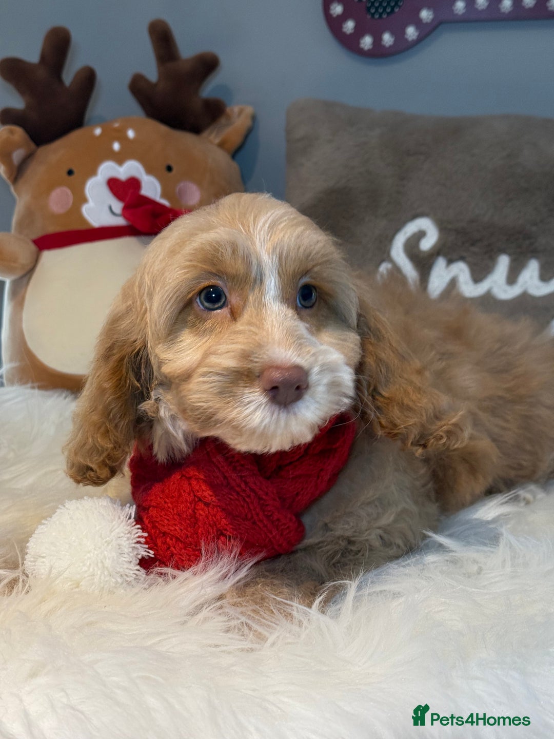 Cockapoo dogs for sale: F1 Cockapoo’s fully vaccinated  - Advert 1