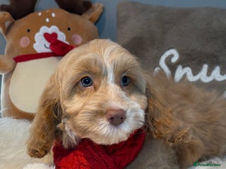 Cockapoo dogs F1 Cockapoo’s fully vaccinated - Advert 16