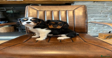 Cavalier King Charles Spaniel dogs - Advert 6