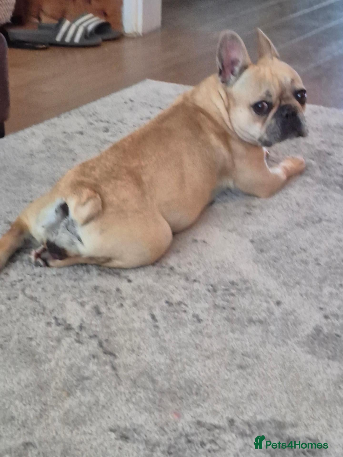 French Bulldog dogs French Bulldog Puppies  - Advert 17