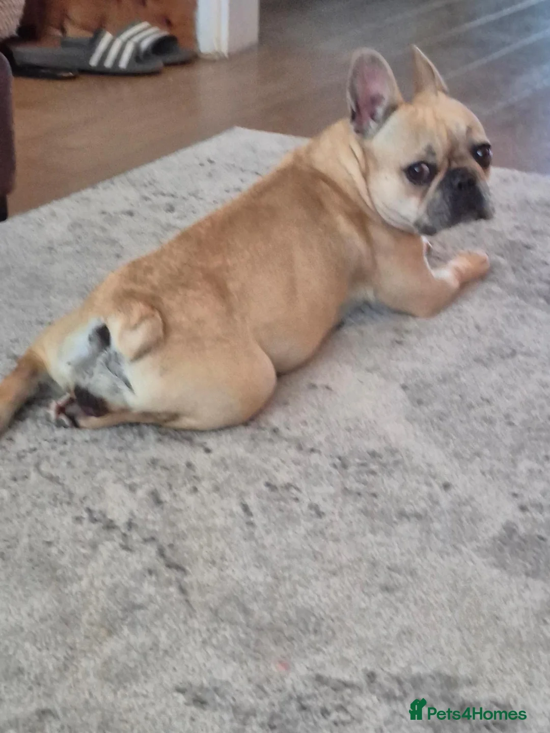 French Bulldog dogs for sale: French Bulldog Puppies  - Advert 1