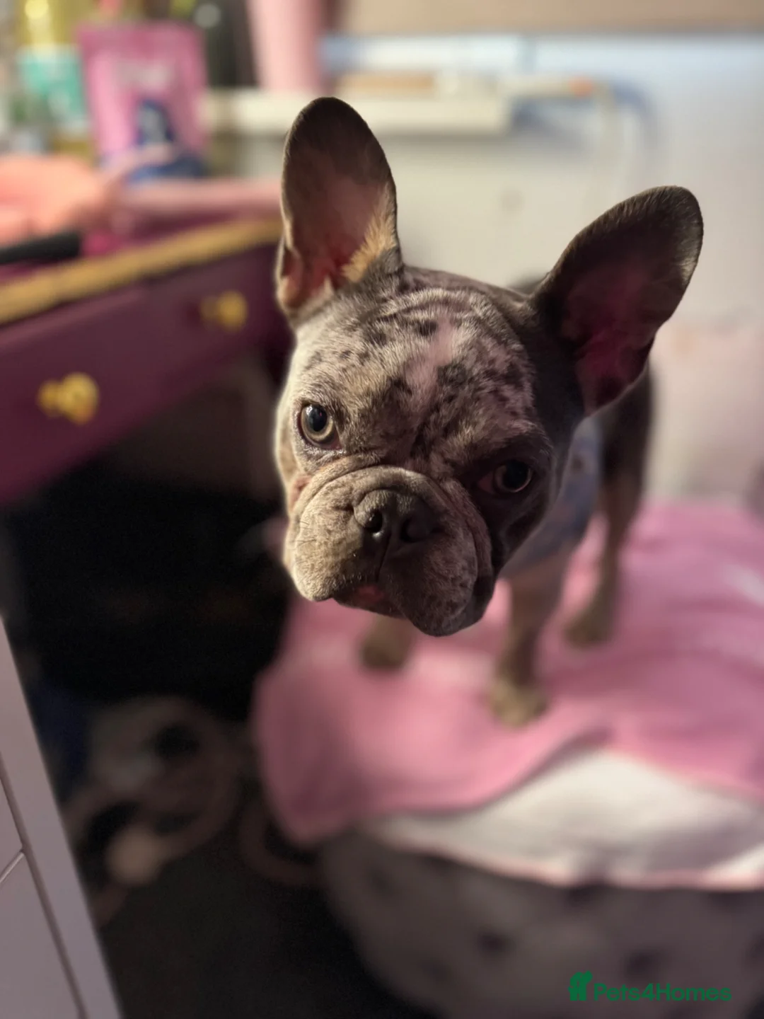 Mixed Breed dogs for sale: FOR SALE French Bull Wieners Puppies  in Stourport-on-Severn - Advert 2