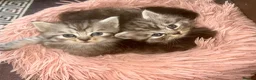 Persian cats for sale: Cute Half Persian Kittens  - Advert 3