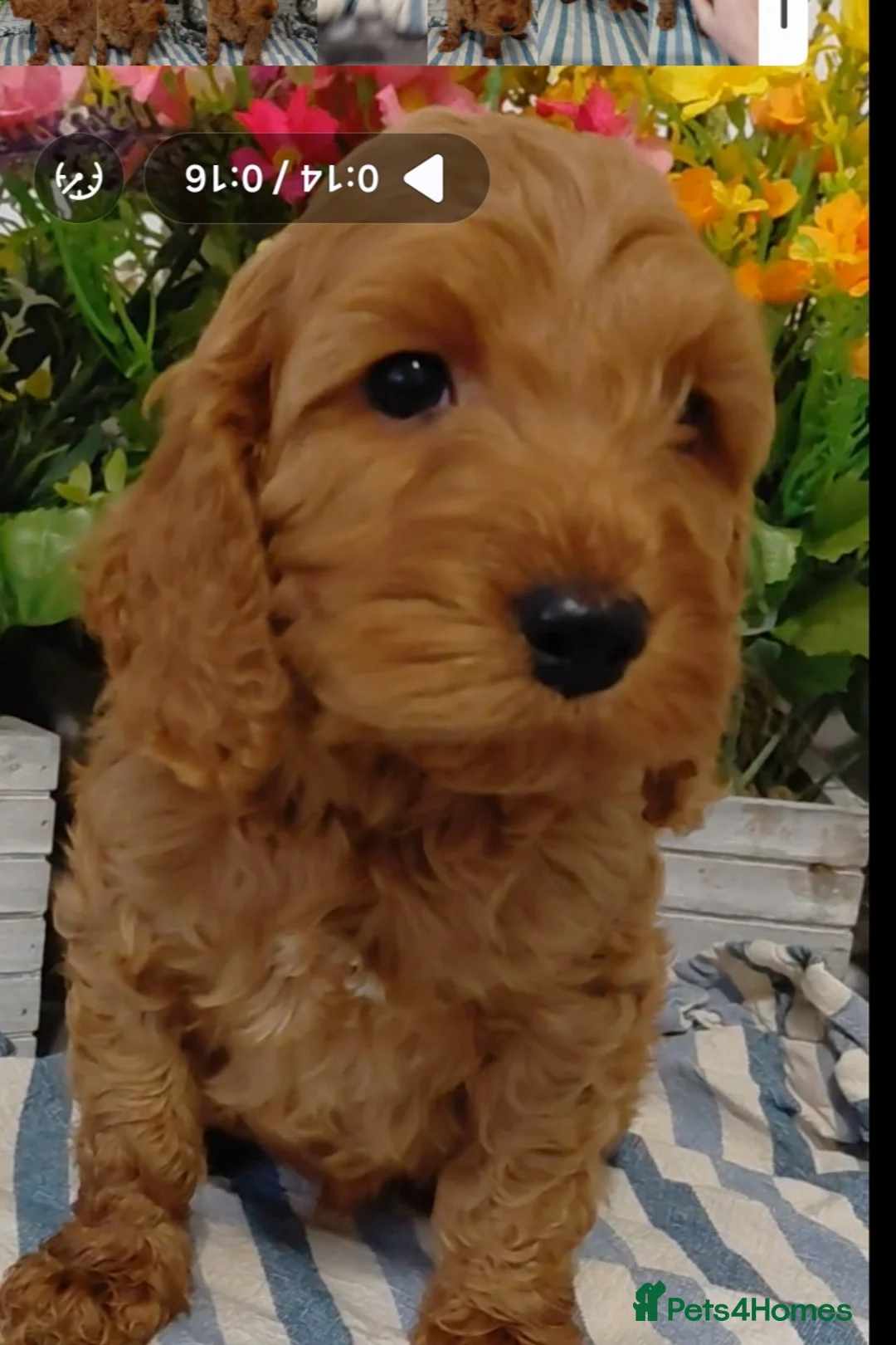 Cockapoo dogs for sale: Stunning Fox Red Cockapoo  - Advert 14