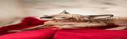 Sphynx cats for sale: Canadian sphynx kittens  - Advert 4