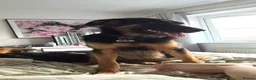 German Shepherd dogs for sale: 2 young beautiful German shepherd pups  - Advert 19