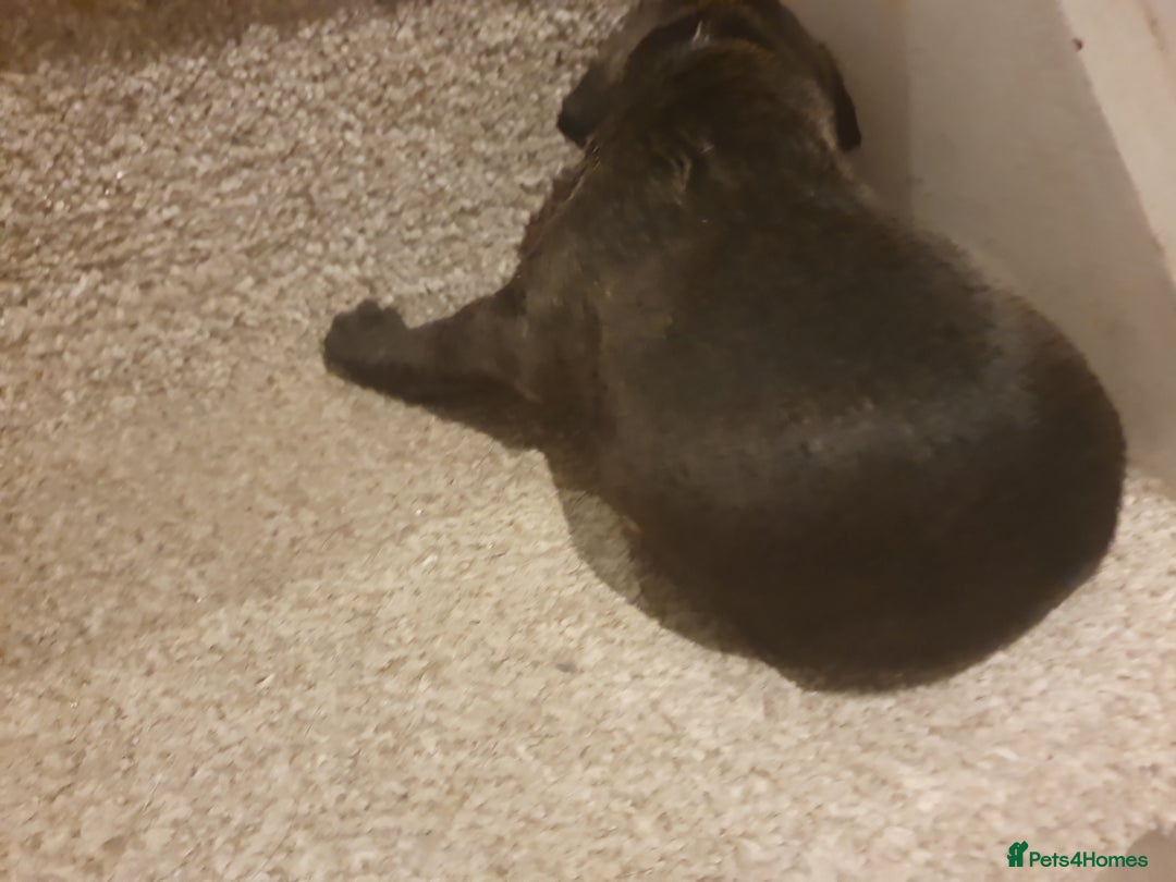 Staffordshire Bull Terrier dogs for sale: Staffordshire Bull Terrior Pups - 9 in total. - Image 26