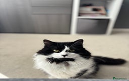 Mixed Breed cats for sale: Hugo  - Image 4